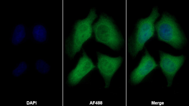 COTL1 Antibody in Immunocytochemistry (ICC/IF)