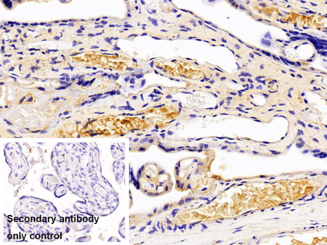 Complement C4b Antibody in Immunohistochemistry (Paraffin) (IHC (P))