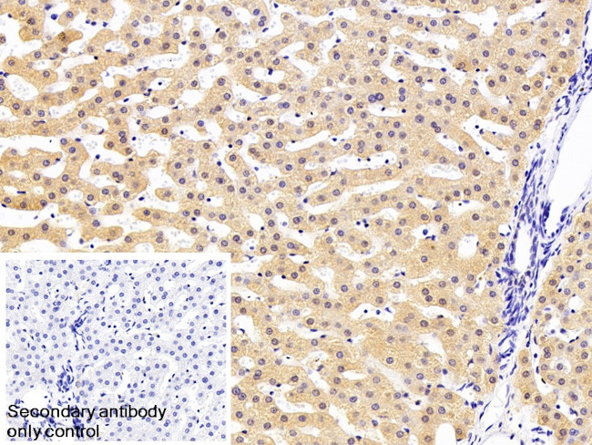C2 Antibody in Immunohistochemistry (Paraffin) (IHC (P))