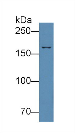Complement C4 Antibody in Western Blot (WB)