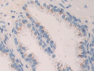 CNTN4 Antibody in Immunohistochemistry (Paraffin) (IHC (P))