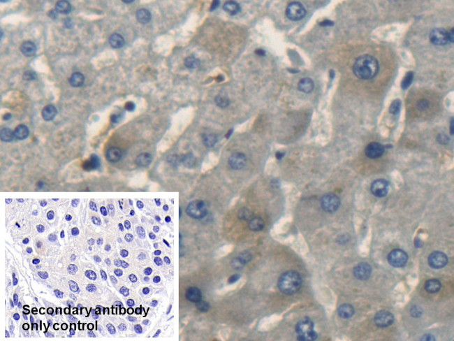 CNP Antibody in Immunohistochemistry (Paraffin) (IHC (P))