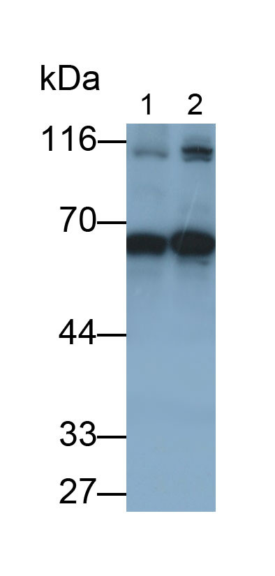 Cyclin B1 Antibody in Western Blot (WB)