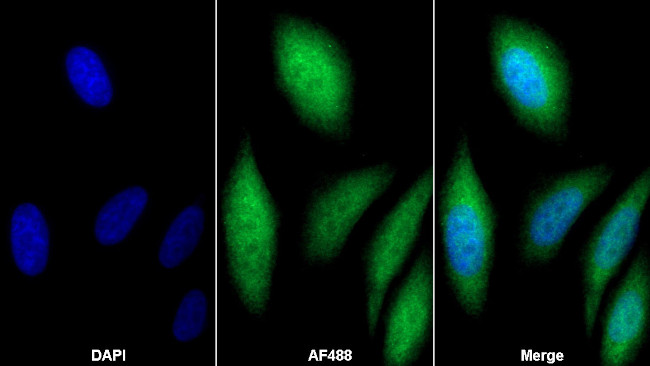 Cyclophilin 40 Antibody in Immunocytochemistry (ICC/IF)