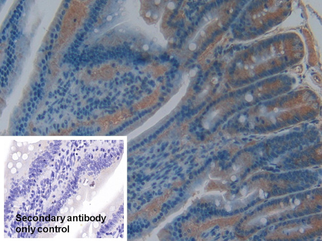 Cyclophilin 40 Antibody in Immunohistochemistry (Paraffin) (IHC (P))