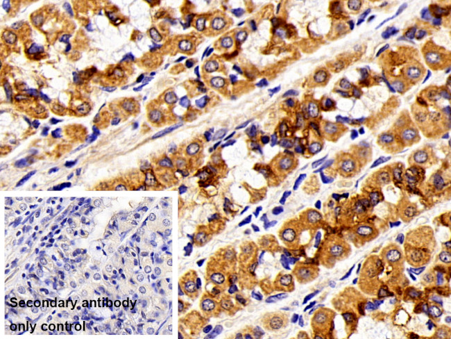 Cytokeratin 18 Antibody in Immunohistochemistry (Paraffin) (IHC (P))