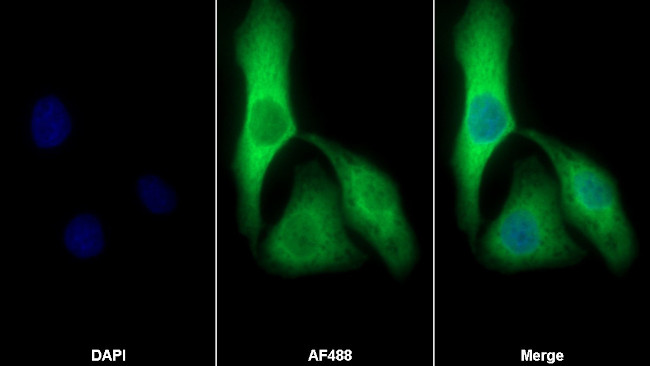 SERPINB9 Antibody in Immunocytochemistry (ICC/IF)