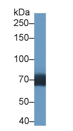 DATF1 Antibody in Western Blot (WB)
