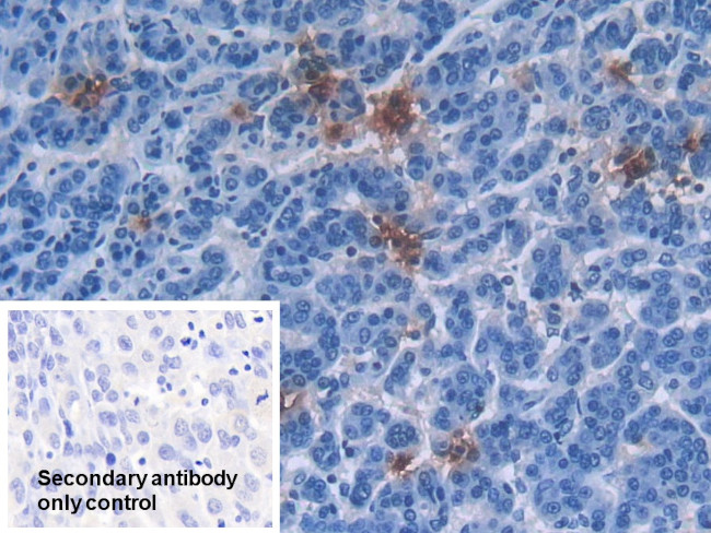 Defensin alpha-3 Antibody in Immunohistochemistry (Paraffin) (IHC (P))