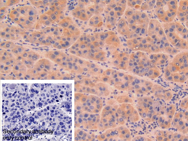 DNase I Antibody in Immunohistochemistry (Paraffin) (IHC (P))