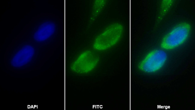 DLD Antibody in Immunocytochemistry (ICC/IF)