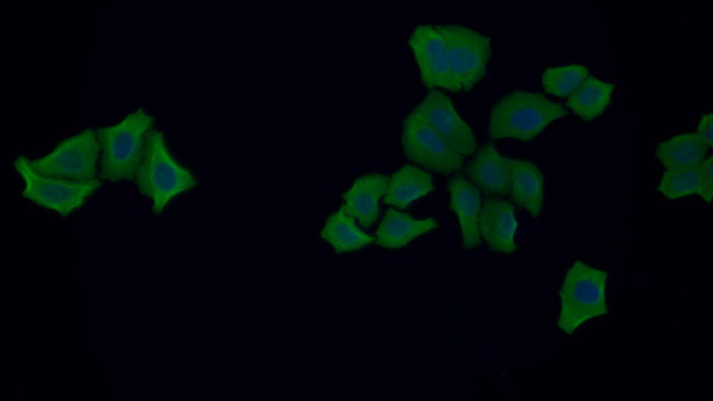 ENO1 Antibody in Immunocytochemistry (ICC/IF)