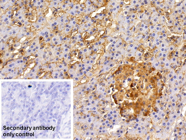 EpCAM (CD326) Antibody in Immunohistochemistry (Paraffin) (IHC (P))
