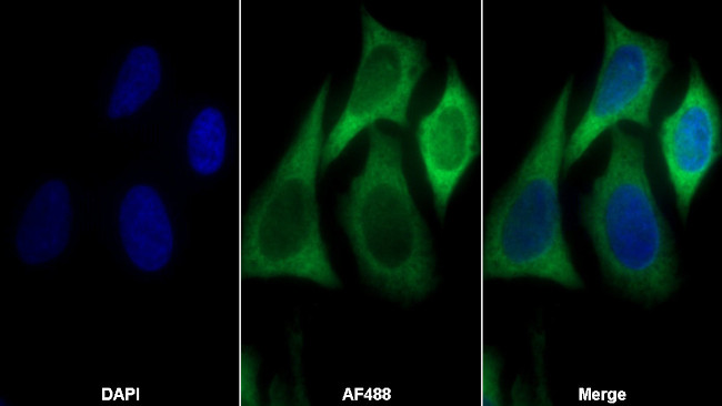 EEF1A1 Antibody in Immunocytochemistry (ICC/IF)