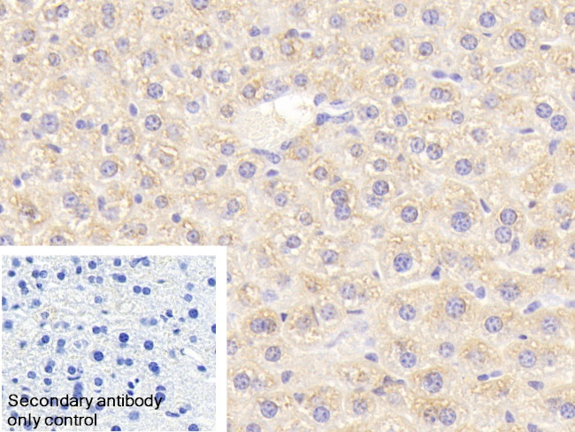 eIF2d Antibody in Immunohistochemistry (Paraffin) (IHC (P))