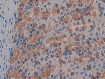 FABP9 Antibody in Immunohistochemistry (Paraffin) (IHC (P))