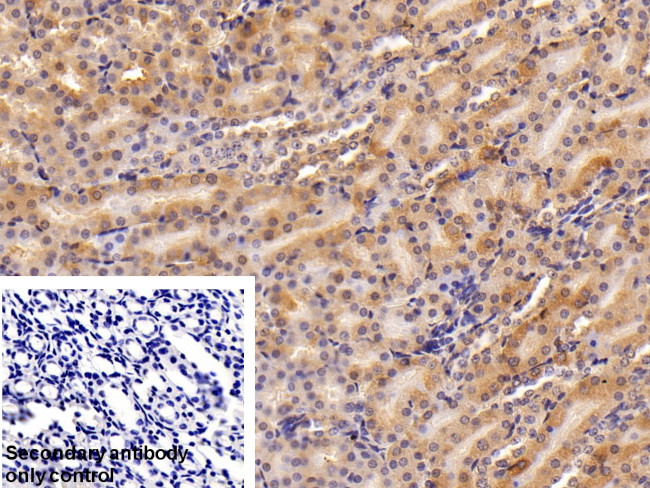Ferritin Heavy Chain Antibody in Immunohistochemistry (Paraffin) (IHC (P))