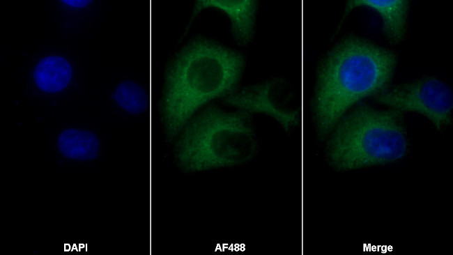 FKBPL Antibody in Immunocytochemistry (ICC/IF)