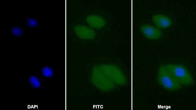 FKBPL Antibody in Immunocytochemistry (ICC/IF)