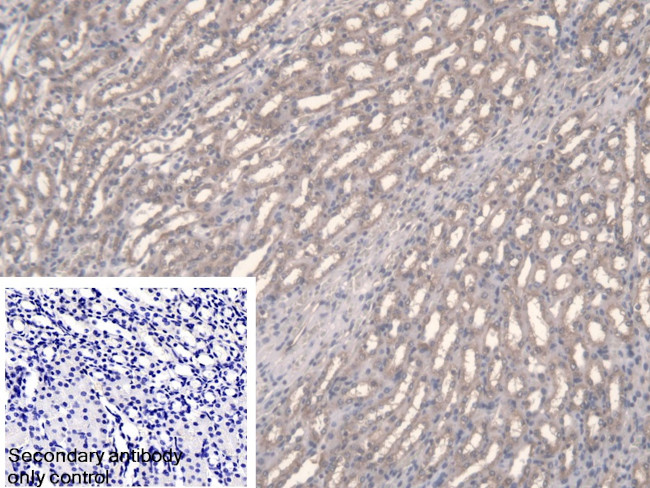 FPGT Antibody in Immunohistochemistry (Paraffin) (IHC (P))