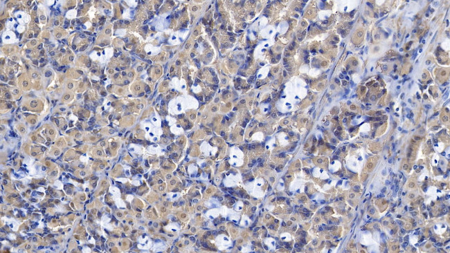 Gastrokine 2 Antibody in Immunohistochemistry (Paraffin) (IHC (P))