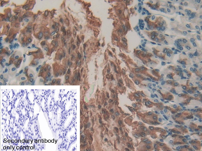 Gastrokine 2 Antibody in Immunohistochemistry (Paraffin) (IHC (P))