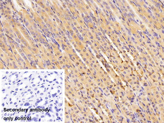 GPX4 Antibody in Immunohistochemistry (Paraffin) (IHC (P))