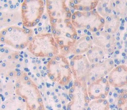 GPX6 Antibody in Immunohistochemistry (Paraffin) (IHC (P))