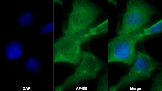 GSTA4 Antibody in Immunocytochemistry (ICC/IF)