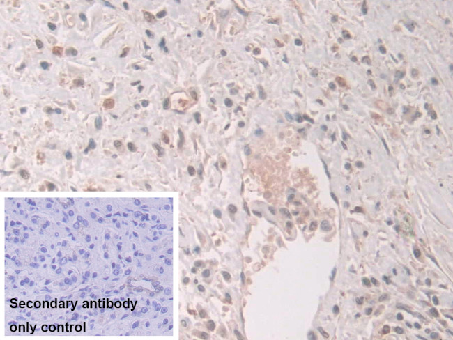 Grancalcin Antibody in Immunohistochemistry (Paraffin) (IHC (P))