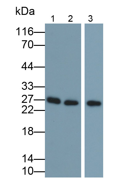 Granzyme A Antibody in Western Blot (WB)