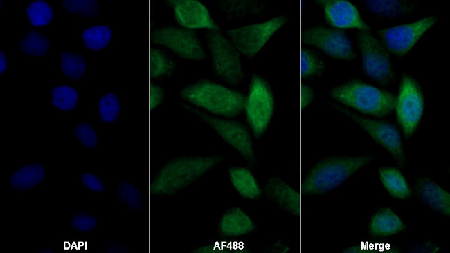 GAB3 Antibody in Immunocytochemistry (ICC/IF)