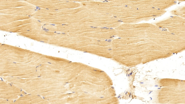 GRB10 Antibody in Immunohistochemistry (Paraffin) (IHC (P))