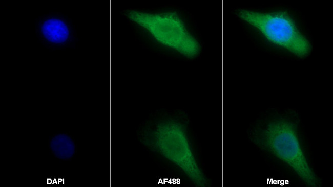 HSPA1A Antibody in Immunocytochemistry (ICC/IF)