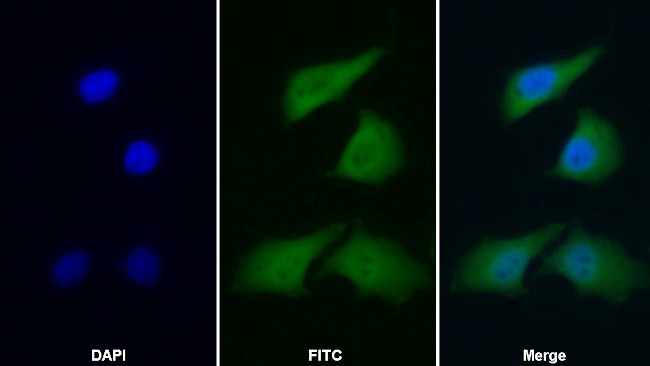 HSPA1B Antibody in Immunocytochemistry (ICC/IF)