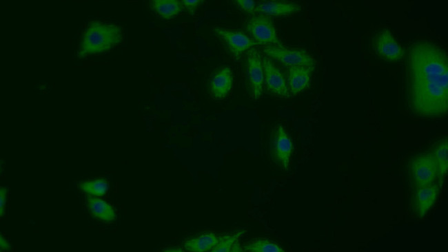 HSP60 Antibody in Immunocytochemistry (ICC/IF)