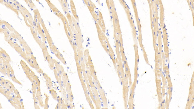 HBB Antibody in Immunohistochemistry (Paraffin) (IHC (P))