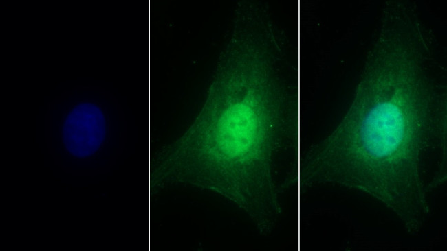 Perlecan Antibody in Immunocytochemistry (ICC/IF)