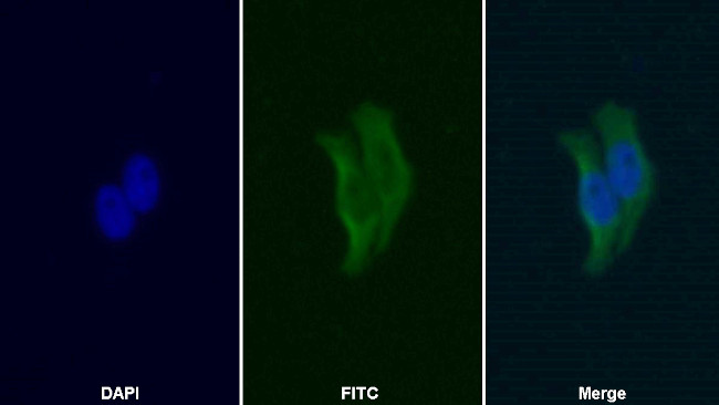 HPa1 Antibody in Immunocytochemistry (ICC/IF)
