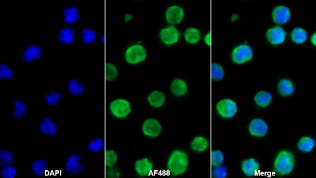 CD366 (TIM3) Antibody in Immunocytochemistry (ICC/IF)