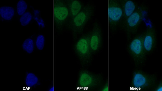 hnRNP A2B1 Antibody in Immunocytochemistry (ICC/IF)