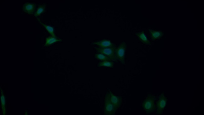 HMGB1 Antibody in Immunocytochemistry (ICC/IF)