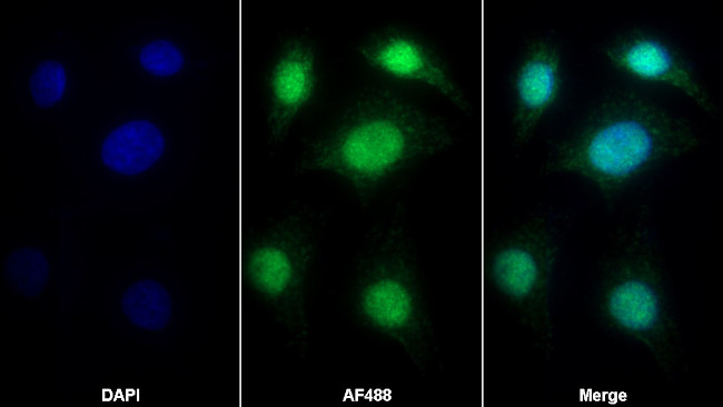 HMGB1 Antibody in Immunocytochemistry (ICC/IF)