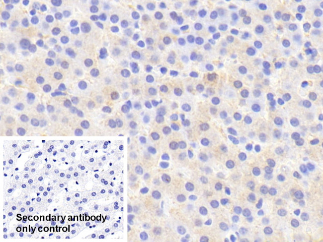 Iduronate 2 Sulfatase Antibody in Immunohistochemistry (Paraffin) (IHC (P))