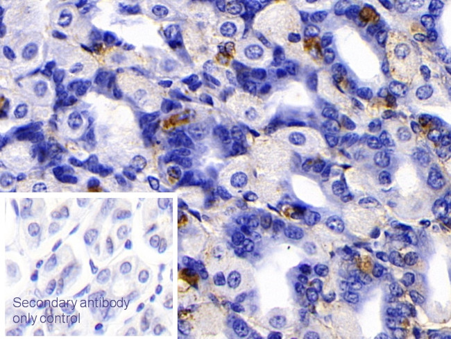 Human IgG4 Antibody in Immunohistochemistry (Paraffin) (IHC (P))