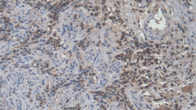 CD50 (ICAM-3) Antibody in Immunohistochemistry (Paraffin) (IHC (P))