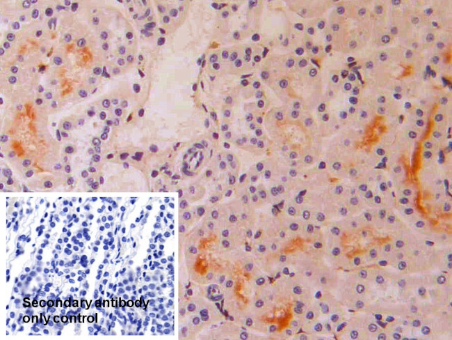 IFNA4 Antibody in Immunohistochemistry (Paraffin) (IHC (P))