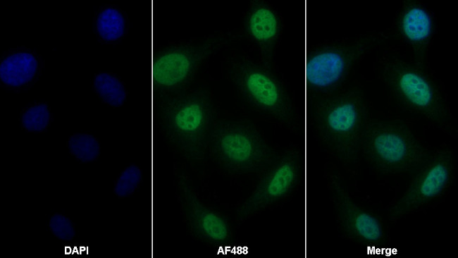 IFI35 Antibody in Immunocytochemistry (ICC/IF)