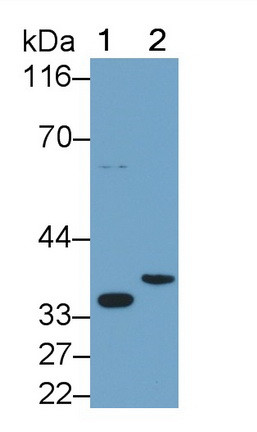 IL-1 beta Antibody in Western Blot (WB)