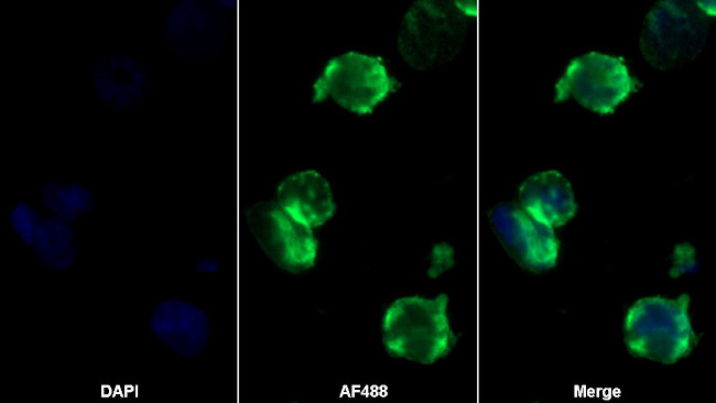 IL31RA Antibody in Immunocytochemistry (ICC/IF)